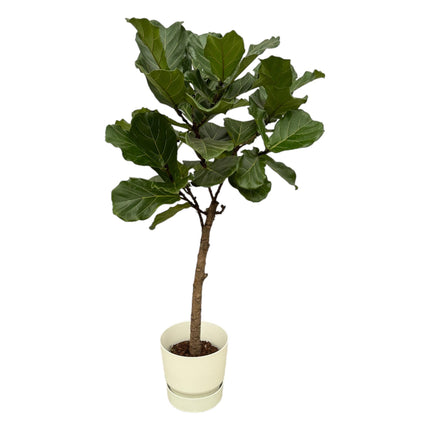 Ficus Lyrata trunk + pot elho Greenville Round white - 160 cm - Ø30