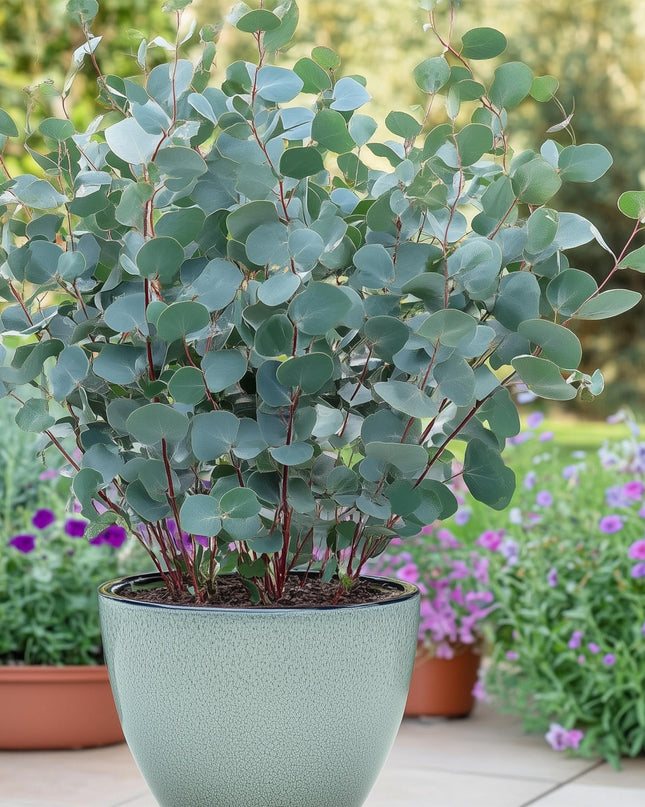 Eucalyptus boom - Eucalyptus gunni  - Grijs - 2 Planten - Winterhard - Pot 14cm Hoogte 30cm