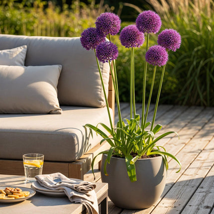 Bloembollen - Allium Purple Rain - Kleur Paars - 40 stuks - Bolmaat 10/12