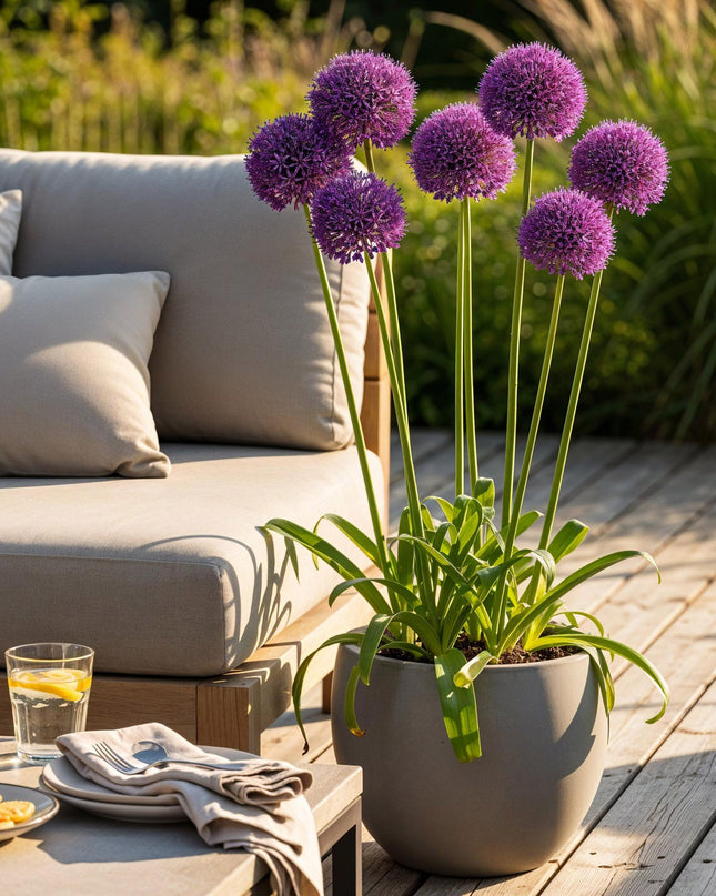 Bloembollen - Allium Purple Rain - Kleur Paars - 40 stuks - Bolmaat 10/12