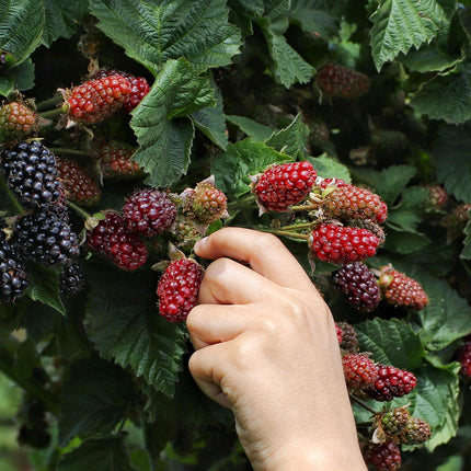 Rubus fruticosus 'Thornless Evergreen' - Doornloze Braam - Ø13cm - ↕45cm