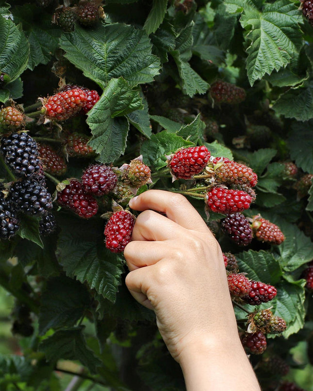 Rubus fruticosus 'Thornless Evergreen' - Doornloze Braam - Ø13cm - ↕45cm