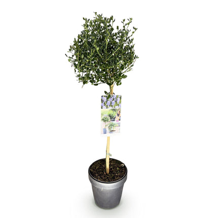 Ceanothus impressus Victoria - Bladhoudend - Winterhard - Paarse Bloem - Pot 19cm Hoogte 90cm