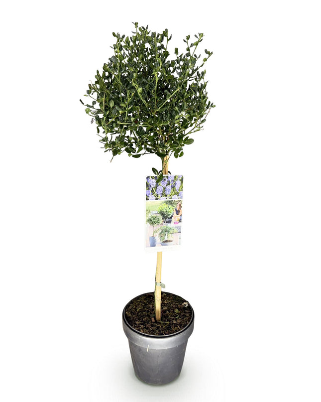 Ceanothus impressus Victoria - Sempreverde - Resistente al freddo - Fiore viola - Vaso 19 cm Altezza 90 cm