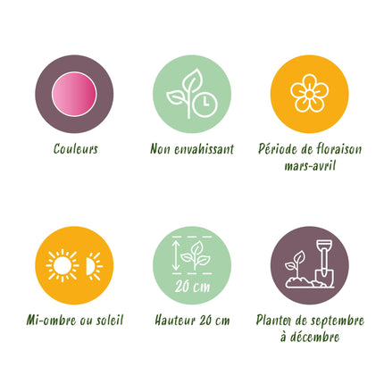 Bloembollen - Corydalis Beth Evans - Kleur Wit en Paars - 20 stuks - Bolmaat 6/7 - XXL Pack