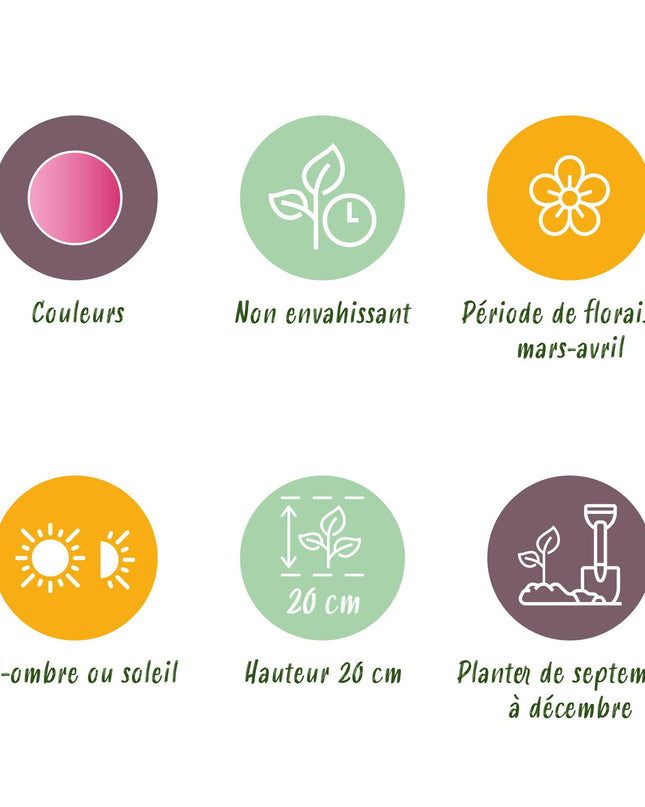 Bloembollen - Corydalis Beth Evans - Kleur Wit en Paars - 20 stuks - Bolmaat 6/7 - XXL Pack