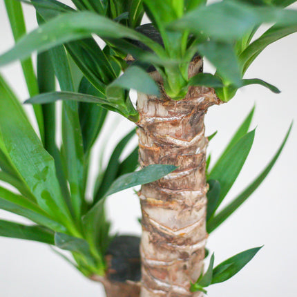 Yucca Elephantipes incl. pot Viber wit - 90cm - Ø21