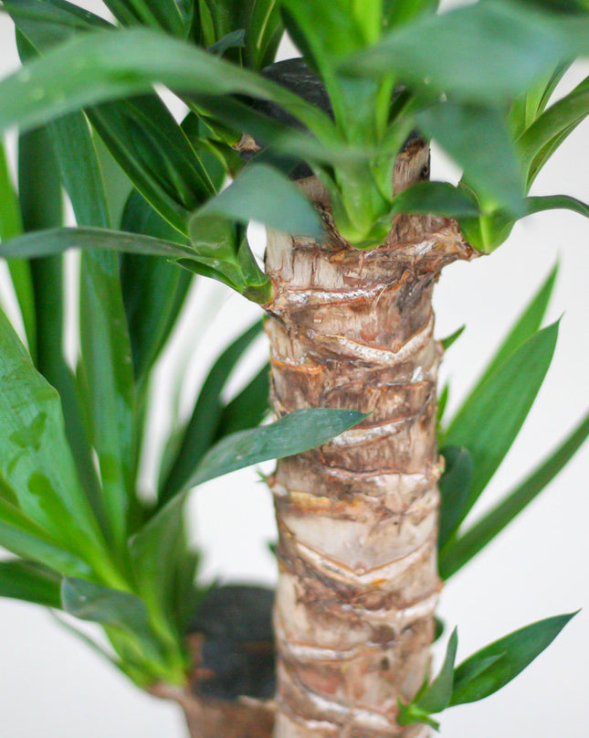 Yucca Elephantipes incl. pot Viber wit - 90cm - Ø21