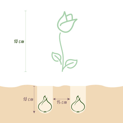 Bloembollen - Tulp Little Beauty - Kleur Donker Roze - 25 stuks - Bolmaat 6/7 - XXL Pack