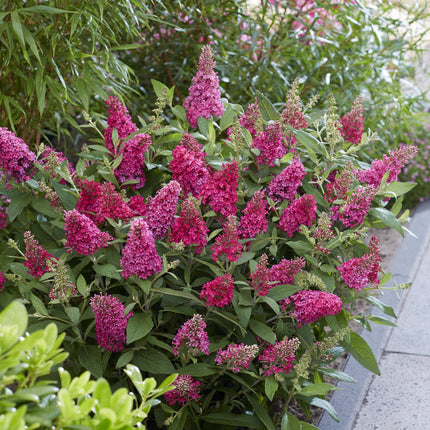 Arbusto de mariposas rojo - 3 plantas - Buddleja davidii Butterfly Candy Little Ruby - Maceta 12cm - Altura 20-25cm