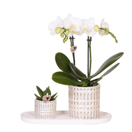 Orchidée | Ensemble de plantes Le Chic petit | Orchidée Phalaenopsis blanche Amabilis et plante grasse incluant des pots décoratifs en céramique sur un plateau organique crème