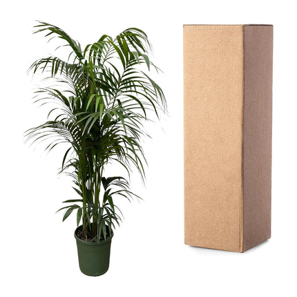 Kentia-Palme - 220 cm - ø38
