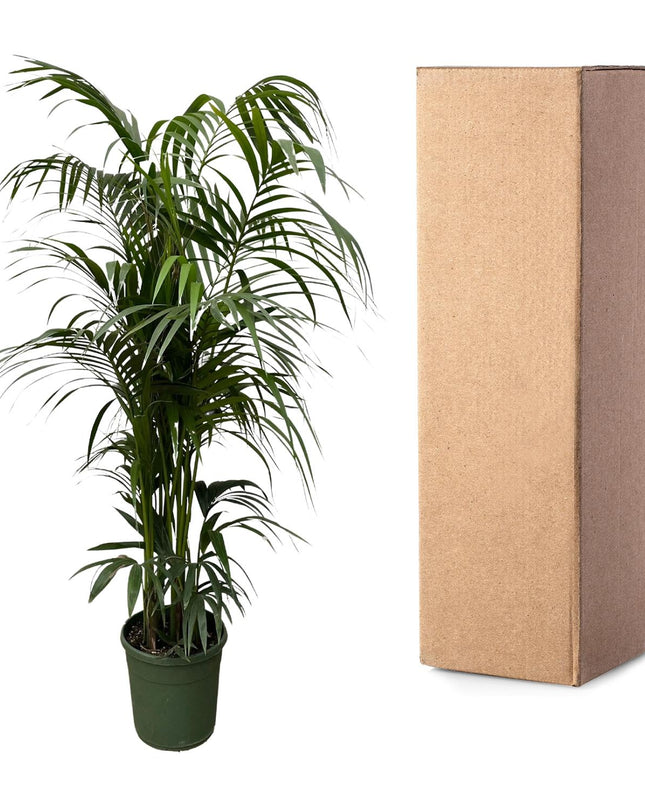 Kentia-Palme - 220 cm - ø38