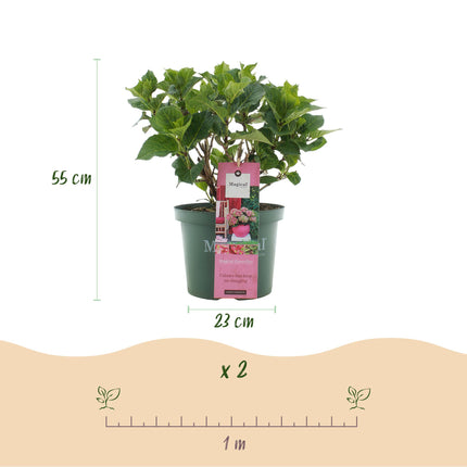 Hortensia Roze Groen - Hydrangea Magical Green Fire - 2 Planten - Pot 23cm Hoogte 55cm