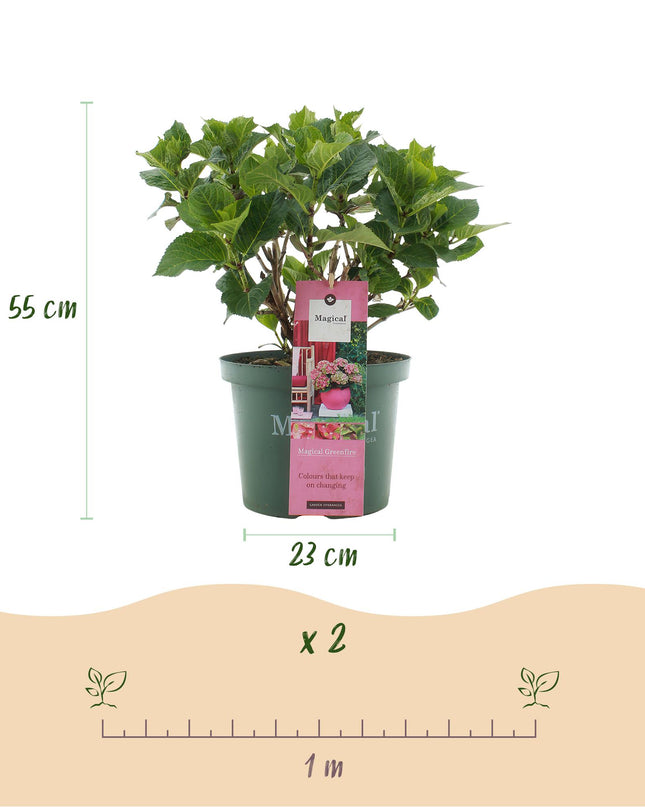 Hortensia Roze Groen - Hydrangea Magical Green Fire - 2 Planten - Pot 23cm Hoogte 55cm