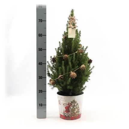 Kleine Kerstboom in Kerstmis sierpot + Pine cone lichtjes incl. batterijen 70 cm - Picea Glauca Conica