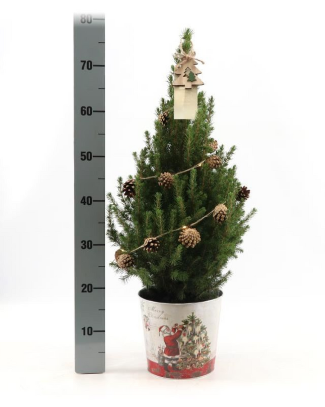 Kleine Kerstboom in Kerstmis sierpot + Pine cone lichtjes incl. batterijen 70 cm - Picea Glauca Conica