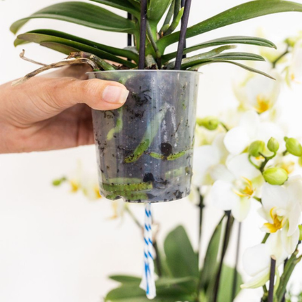 Weiße Lausanne Orchidee + roter Diabolo Übertopf | inkl. Wasserstandsanzeiger | Topfgröße Ø9cm | blühende Zimmerpflanze – frisch vom Züchter