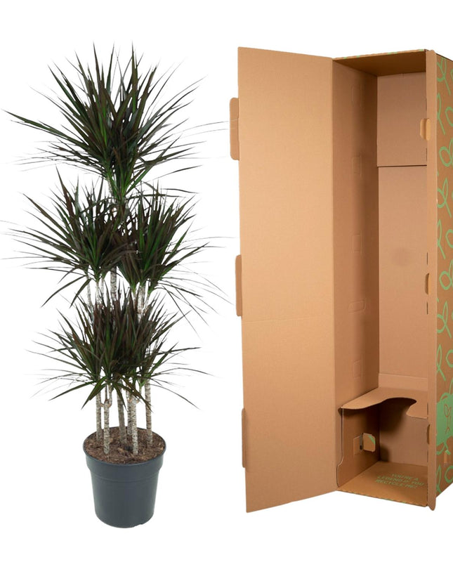 Dracaena Magenta Carrousel - 150cm - ø31