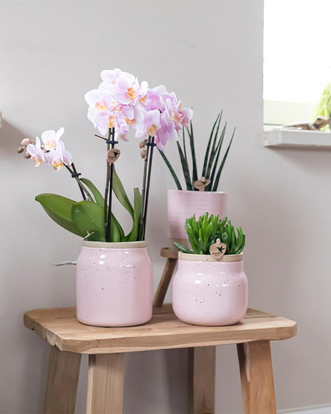 Kolibri Orchids - Surprise box mix - planten voordeel box - verrassingsbox met 4 verschillende orchideeën - vers van de kweker