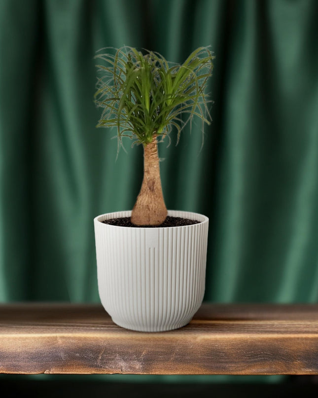 Beaucarnea Nolina - Ø19 ↕60