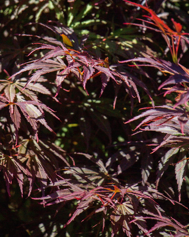 Acero giapponese - Acer palmatum Trompenburg - Viola scuro - 2 pezzi - Vaso 19cm - Altezza 70cm