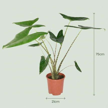Alocasia Zebrina - Ø 21 cm - Altezza: 70 - 75 cm