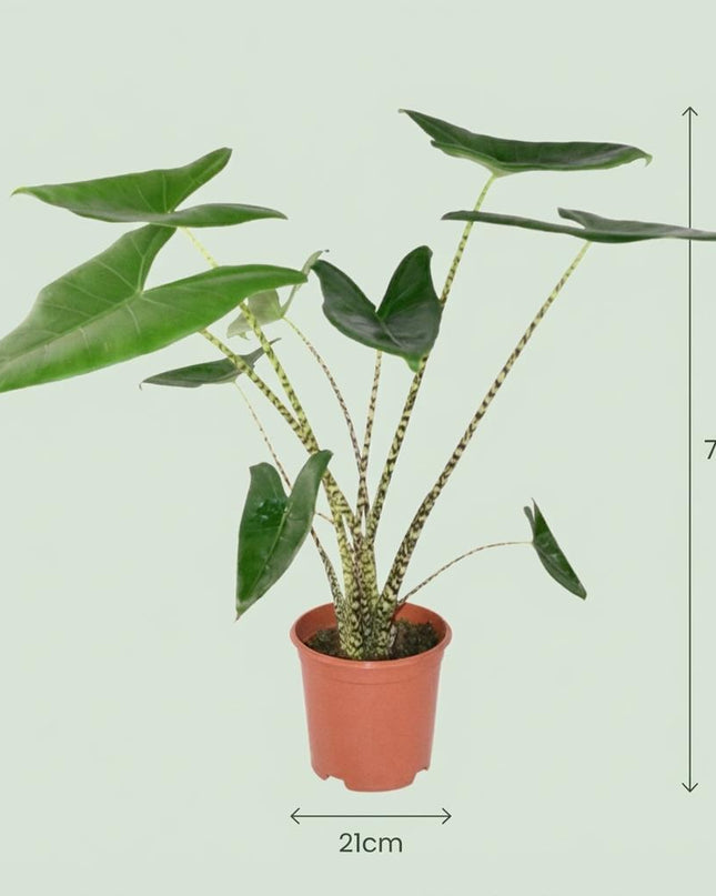 Alocasia Zebrina - Ø 21 cm - Altezza: 70 - 75 cm