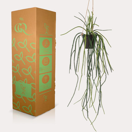 Kunstplant - Rhypsalis - Koraalcactus - ↕ 85 cm