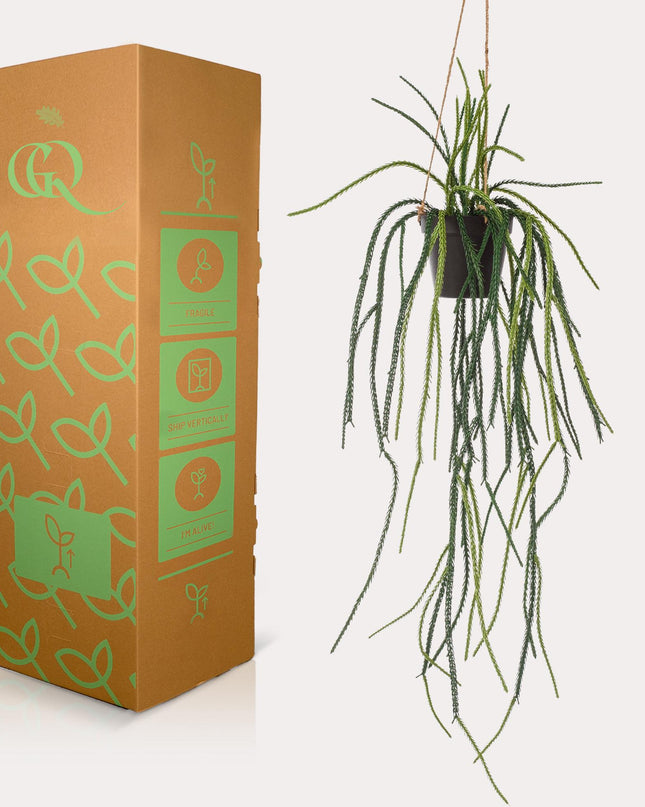 Kunstplant - Rhypsalis - Koraalcactus - ↕ 85 cm