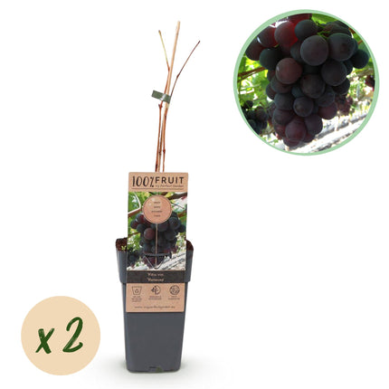 Paarse Druif - 2 planten - Vitis vinifera Vanessa - Pitloos - Pot 15cm Hoogte 50cm