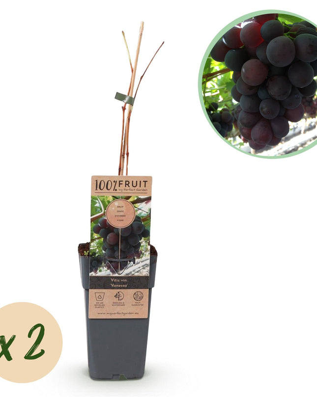 Paarse Druif - 2 planten - Vitis vinifera Vanessa - Pitloos - Pot 15cm Hoogte 50cm