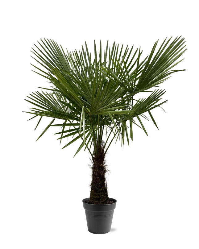 Trachycarpus Fortuneii - 160-180cm - Ø30