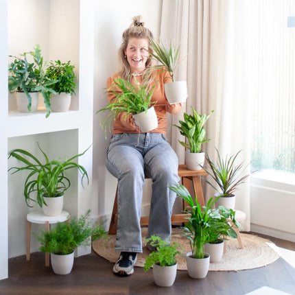 Groene Kneusjesbox - 12 stuks - incl 12 x pot wit