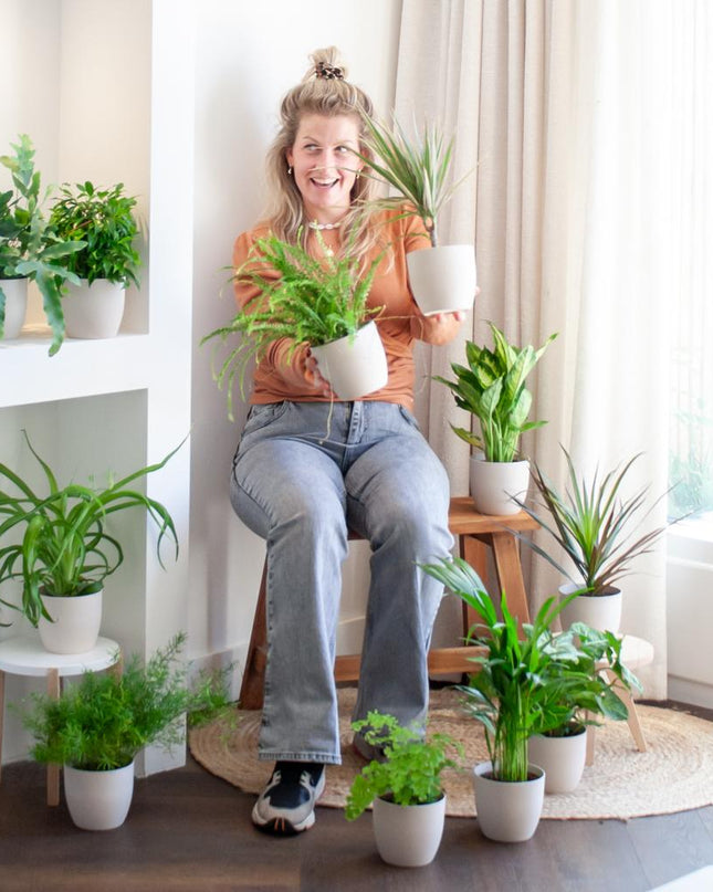 Groene Kneusjesbox - 12 stuks - incl 12 x pot wit