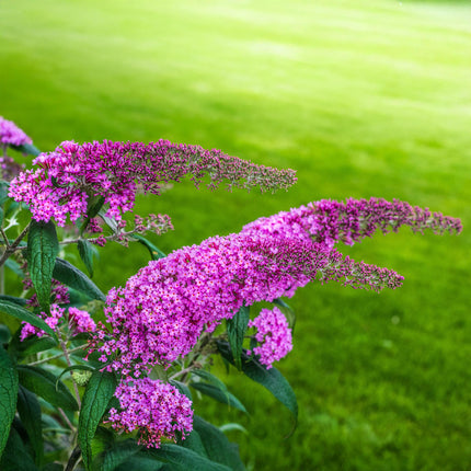 Vlinderstruik - Buddleja davidii Pink Delight - Bloem Roze - 1 Plant - Bladverliezend - Vlinderlokkend -  Pot 17cm Hoogte 25cm