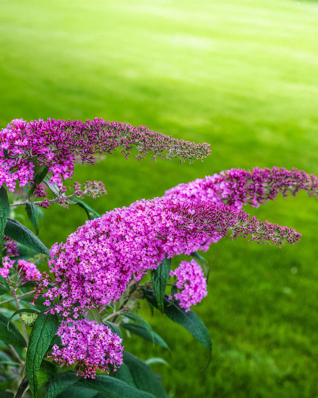 Vlinderstruik - Buddleja davidii Pink Delight - Bloem Roze - 1 Plant - Bladverliezend - Vlinderlokkend -  Pot 17cm Hoogte 25cm