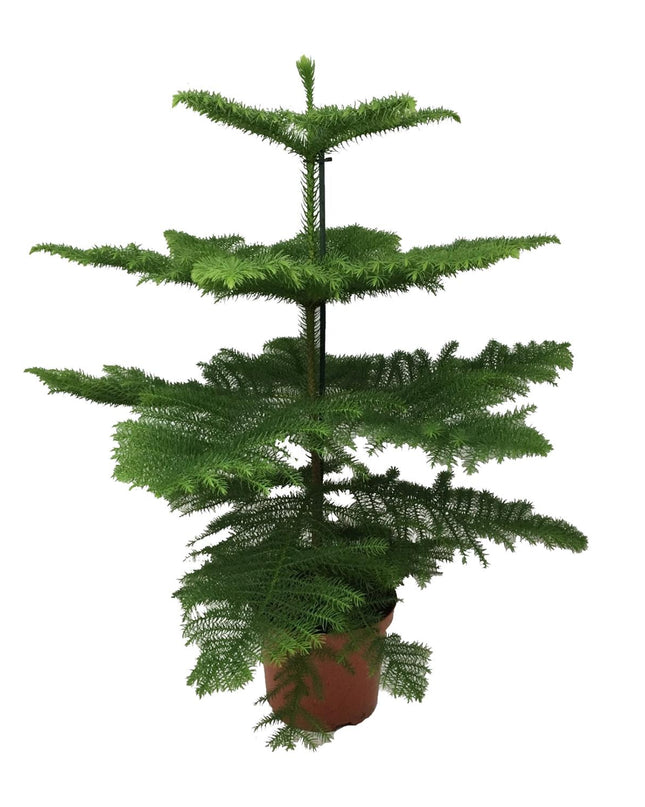 Araucaria Heterophylla - Ø21cm - ↕70cm
