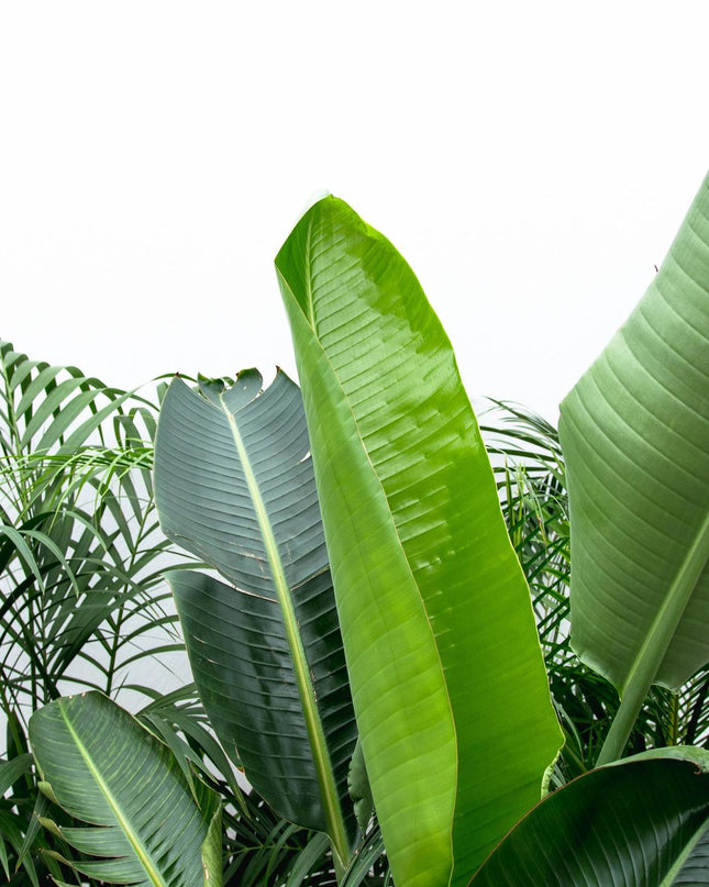 Voordeelpakket XXL - Kentia 200 cm, Strelitzia Nicolai 225 cm, Areca 200 cm