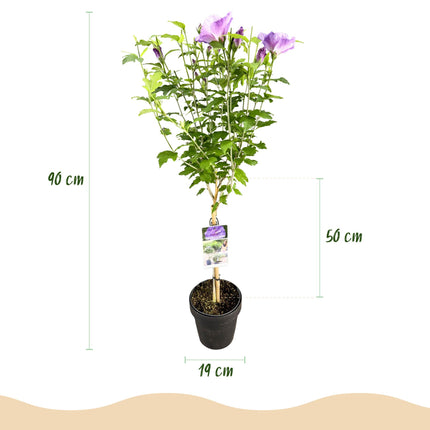 Hibiscus syriacus Lavendor Chiffon® – Terrassenpflanze – Laubabwerfend – Winterhart – Violette Blüte – Topf 19cm Höhe 90cm