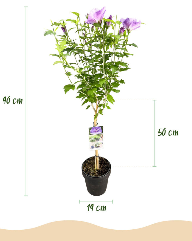 Hibiscus syriacus Lavendor Chiffon® – Terrassenpflanze – Laubabwerfend – Winterhart – Violette Blüte – Topf 19cm Höhe 90cm
