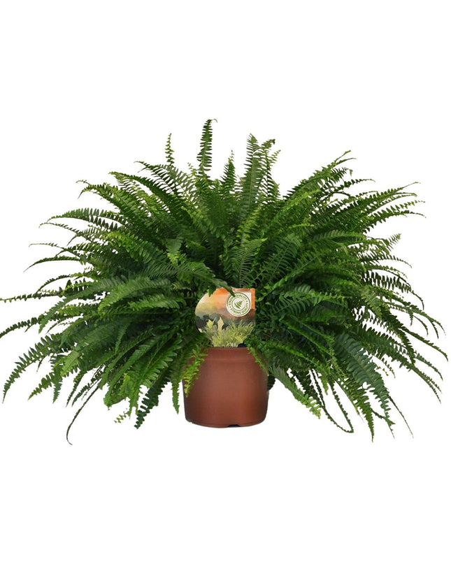 Nephrolepis Green Lady - Ø19cm - ↕60cm