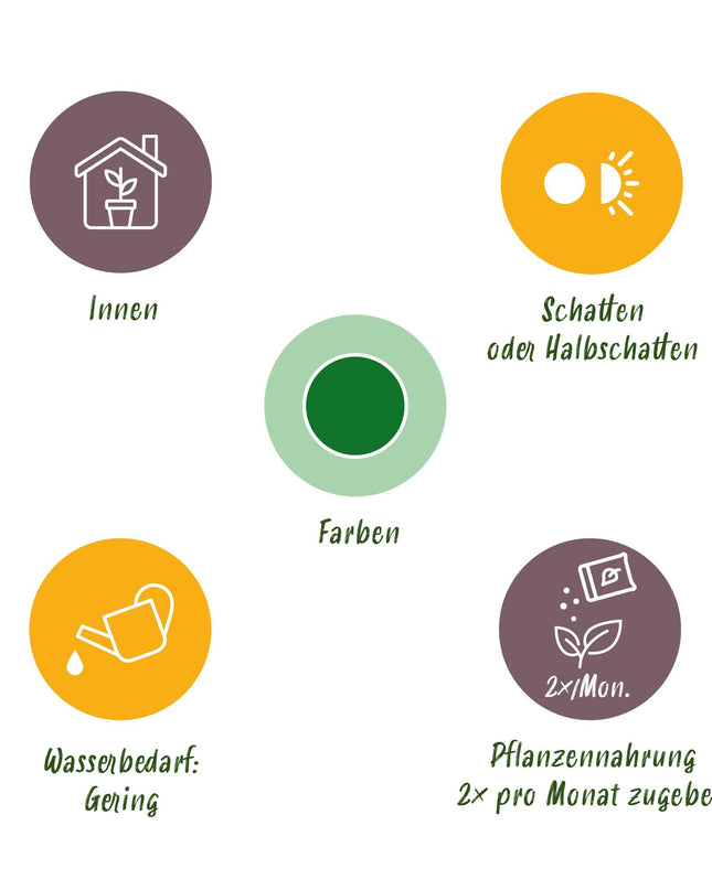 Zamioculcas - Glücksfeder + Mand - Topf 21 cm - Höhe 80-90 cm