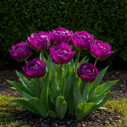 Bloembollen - Tulp Double Lilac - Kleur Paars - 50 stuks - Bolmaat 11/12 - XXL Pack