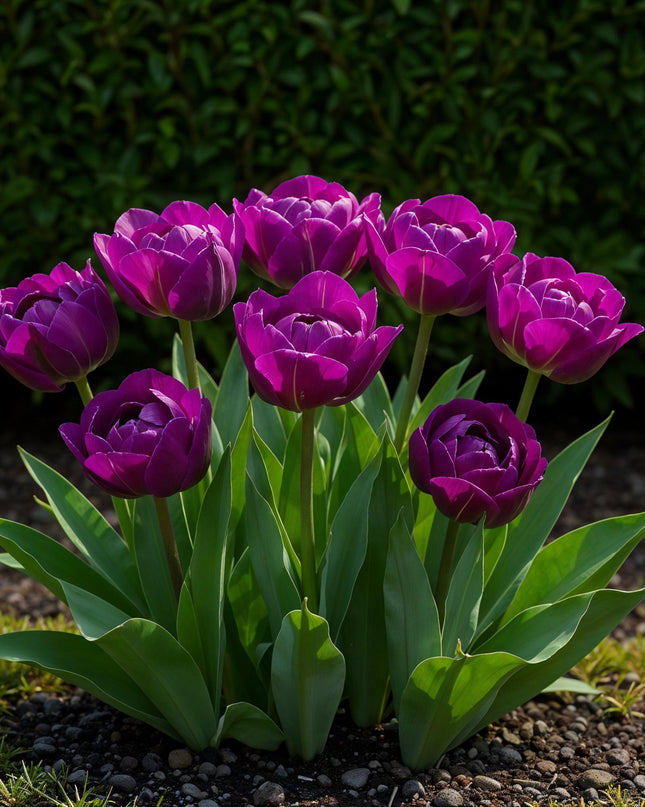 Bloembollen - Tulp Double Lilac - Kleur Paars - 50 stuks - Bolmaat 11/12 - XXL Pack