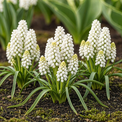 Bloembollen - Muscari White Magic - Kleur Wit - 50 stuks - Bolmaat 6/7 - XXL Pack