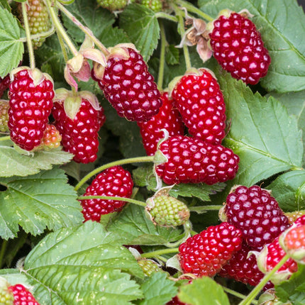 Braamboos - Brombeere Dornenlos Loganbeere - Winterhart - Rote Frucht - 2 Pflanzen - Topf 15cm - Höhe 50cm