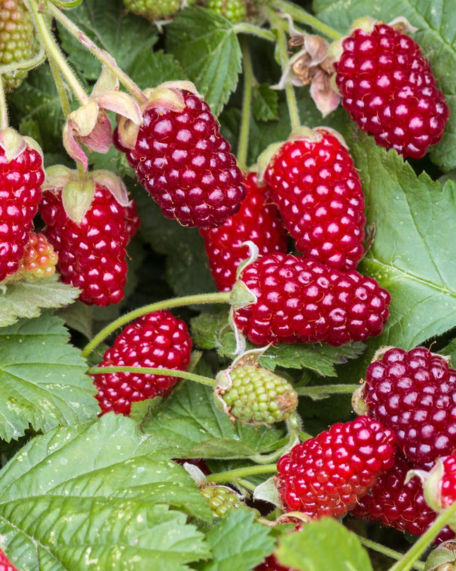Braamboos - Brombeere Dornenlos Loganbeere - Winterhart - Rote Frucht - 2 Pflanzen - Topf 15cm - Höhe 50cm