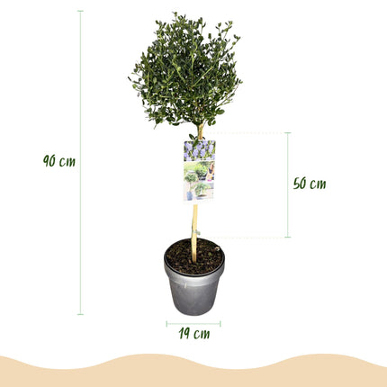 Ceanothus impressus Victoria - Bladhoudend - Winterhard - Paarse Bloem - Pot 19cm Hoogte 90cm