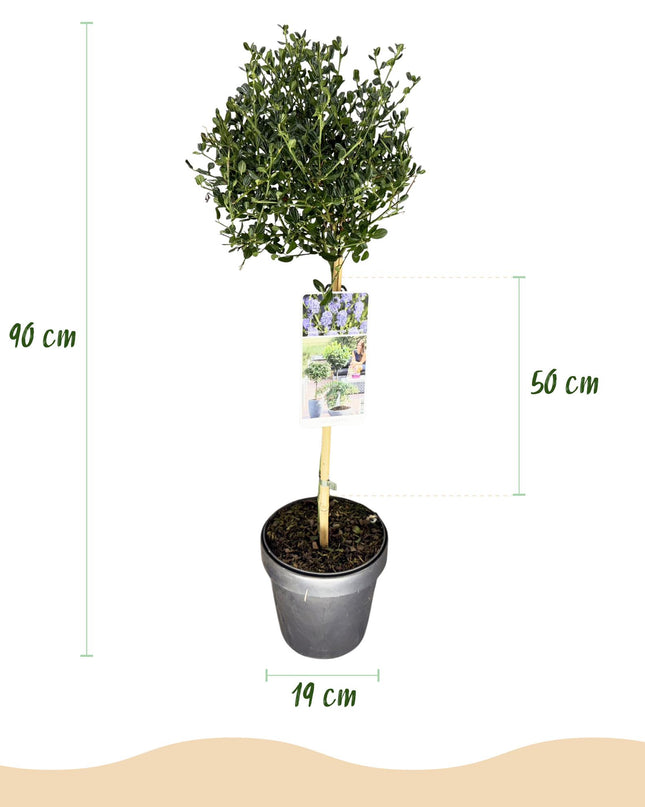 Ceanothus impressus Victoria - Sempreverde - Resistente al freddo - Fiore viola - Vaso 19 cm Altezza 90 cm